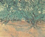 Vincent Van Gogh Olive Trees (nn04) painting